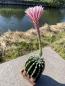 Preview: Echinopsis moso